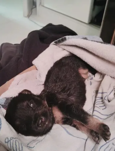 vende-se cachorro 