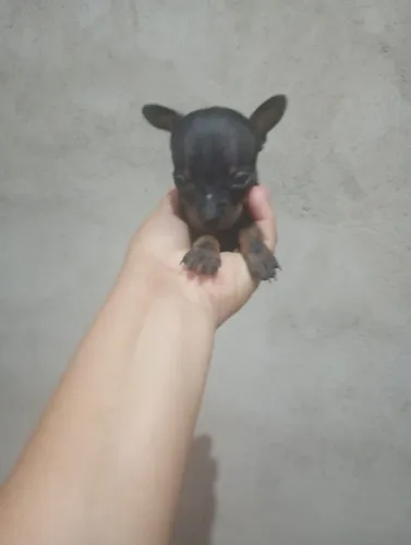 Promoção Pinscher Porte Miniatura com pedigree