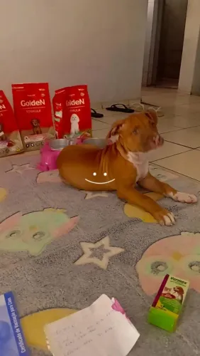 Pit bull 03 meses fêmea lolla. Brincalhona e carinhosa...