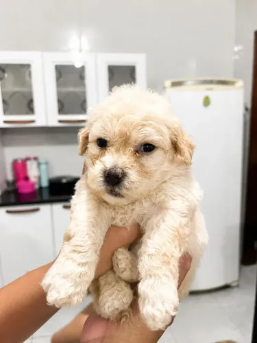 Poodle Toy