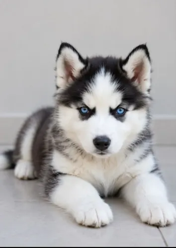 Filhote Husky siberiano
