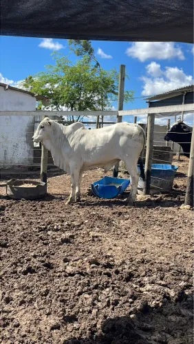Garrote Nelore com muita genética 