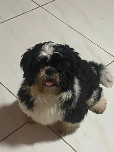 shih tzu para cobertura, com pedigree CBKC!