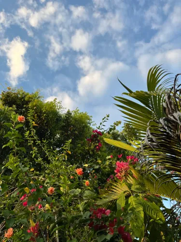 Plantas a venda com preços variados
