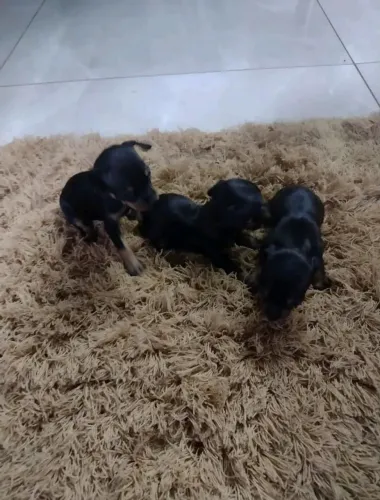 Pinscher 480,00