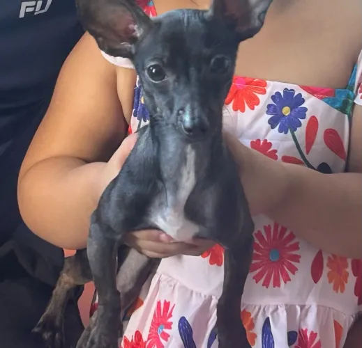 Cachorro pinscher MACHO