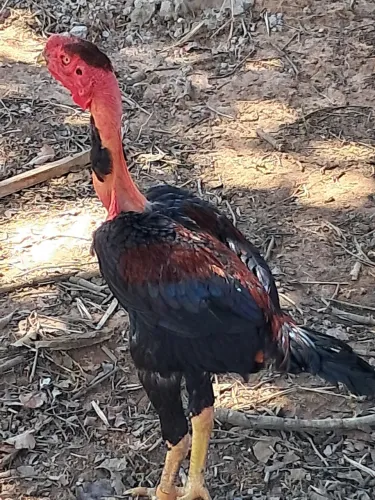 Frango indio gigante 
