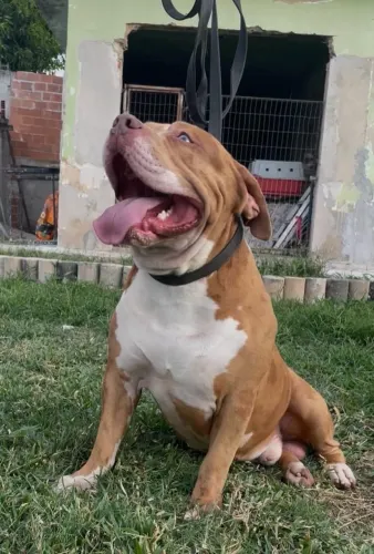 Adoção responsável de PitMonster macho