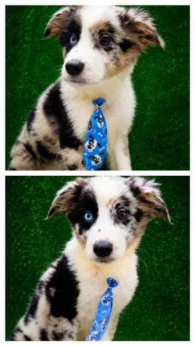 Blue Merle Border Collie Macho