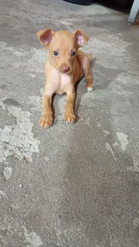 Filhote de pinscher macho numeração 1