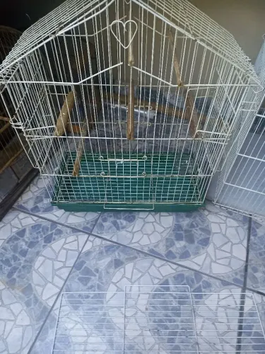 Gaiola