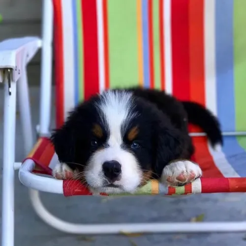 Filhotes de Bernese | Prontos para encher sua casa de alegria!
