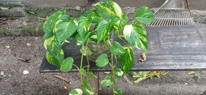 Plantas  