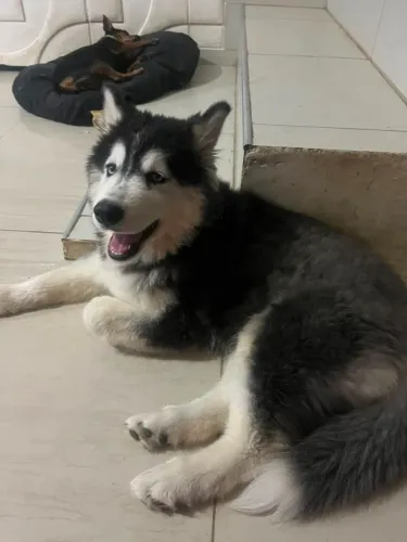 Husky siberiano 