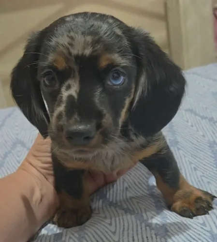 RARIDADE: Dachshund Arlequim com Olhos Bicolores! 