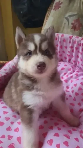 Husky Siberiano Filhote