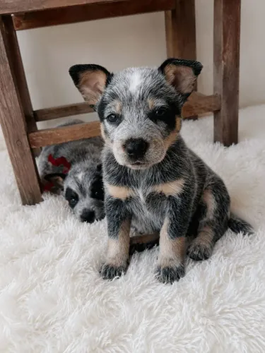 Filhotes de BLUE Heeler disponível 