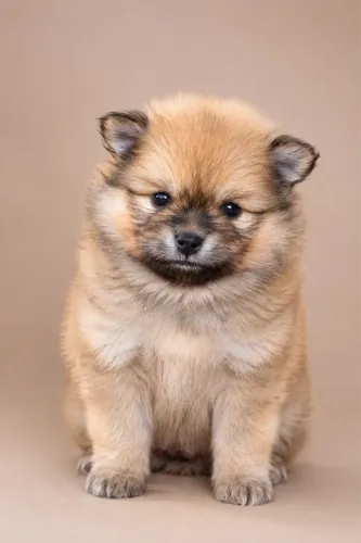 spitz alemão