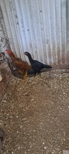 Vende-se