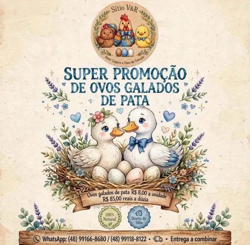 Ovos de pata galados