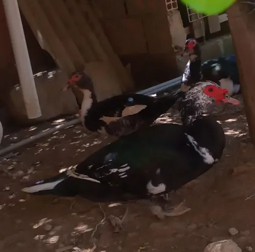Vendo casal de patos