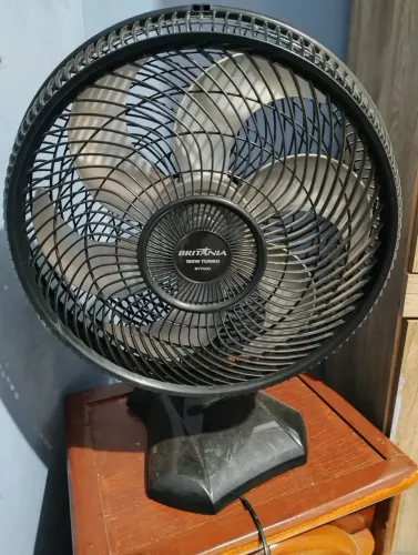 Um Arno e um britânica 40cm por 200 reais só hoje 