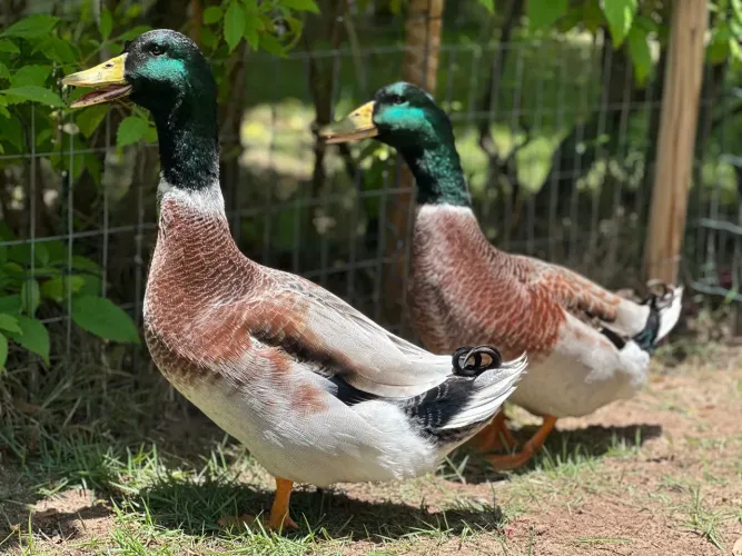 Vendo marrecos adultos (2 machos e 1 fêmea)