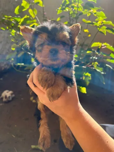 Filhotes de Yorkshire | Filhotes de cachorro trazem alegria para todos ao redor