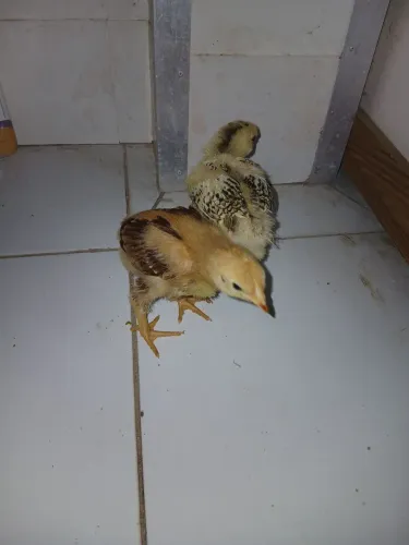 Pintos de galinha poedeira