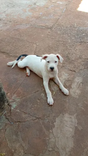 Vendo Boxer com Pitbull 