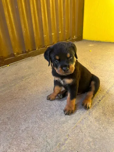 Filhotes de rottweiler cabeça de touro alto padrão troco em cães de porte pequeno 