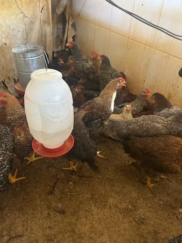 Vende-se frango caipira melhorado vivo