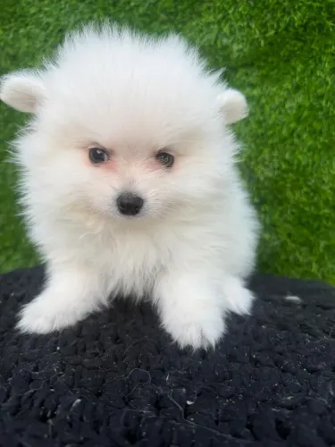 Spitz alemão