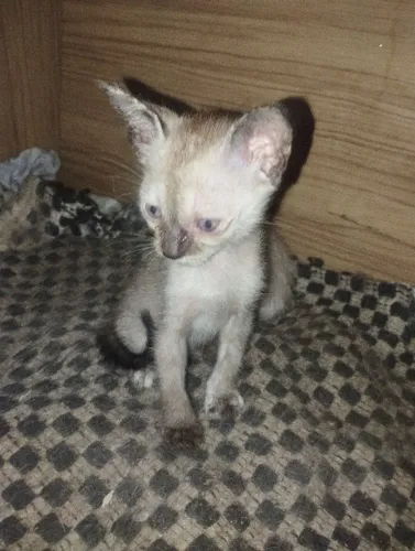 Gatos para adoção menos de 1 mês