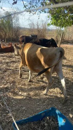 Vaca e novilha Jersey