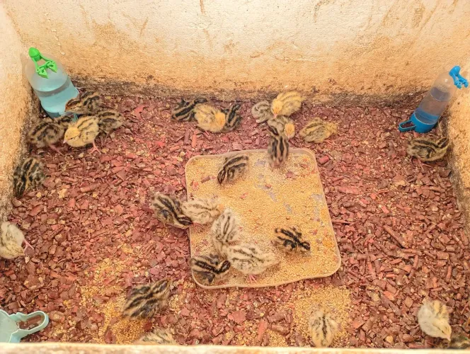 Codorna gigante com 6 dias de nascida