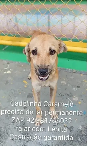 ME ADOTE!!! CADELINHA CARAMELO