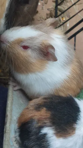 Porquinho da India Tricolor Bege claro com olhos avermelhados