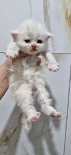 Gato persa