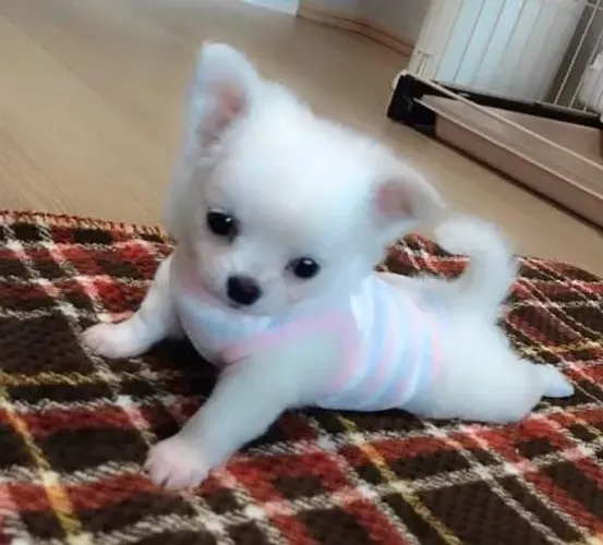 Chihuahua fofo