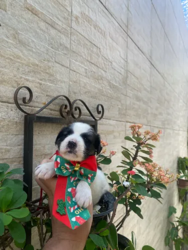 Cachorros oferta da independência shipoo fêmea