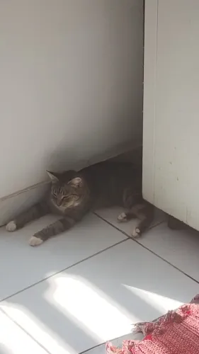 Gata peluda 