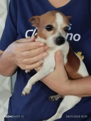 LINDA FÊMEA CHIHUAHUA COM PINSCHER - 3 ANOS! <br>