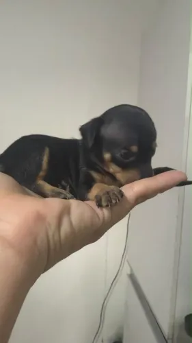 Pinscher zero - macho