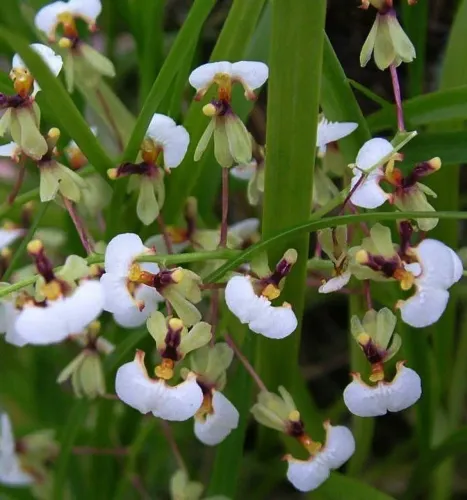 Orquídea Ornitophora radicans