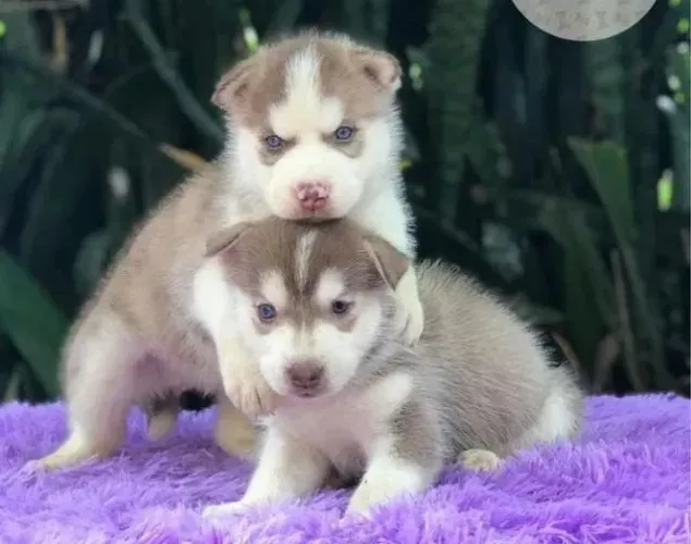 Husky siberiano Filhotes especiais esperando uma família especial