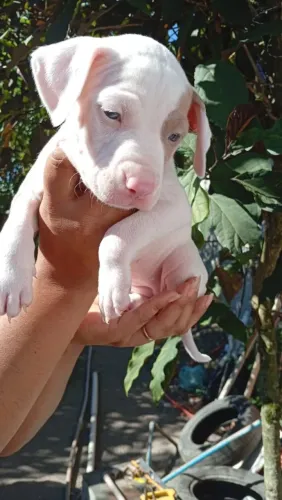 Filgotes de PTB.Ptbull