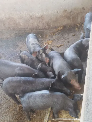 Porco suínos