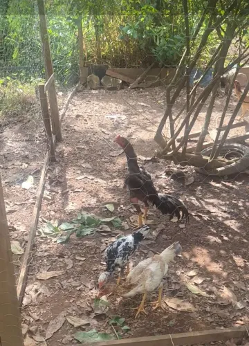 Galo de raça