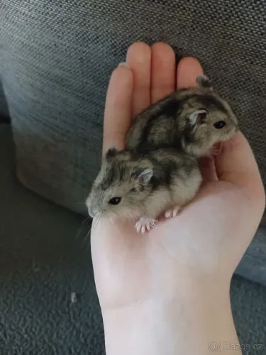 Filhote de hamster